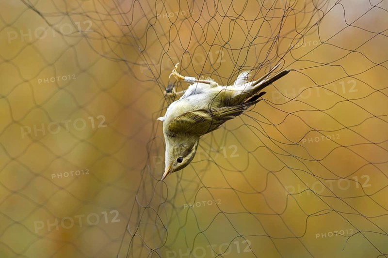 Yellow-browed warbler