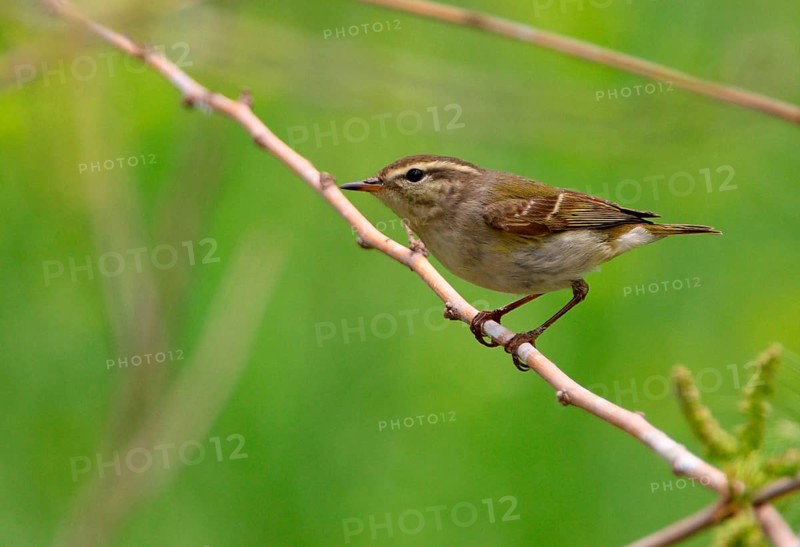 Yellow-browed Warbler