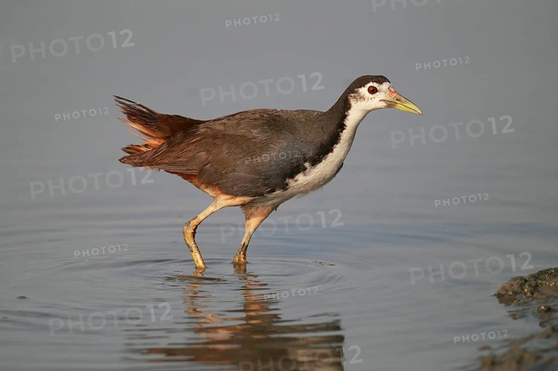 White-breasted Waterhen