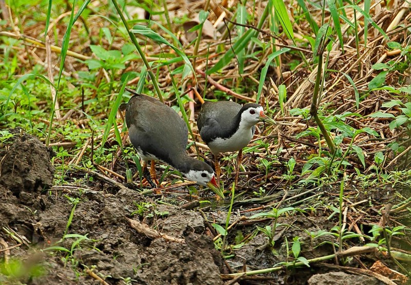 White-breasted Water Hen