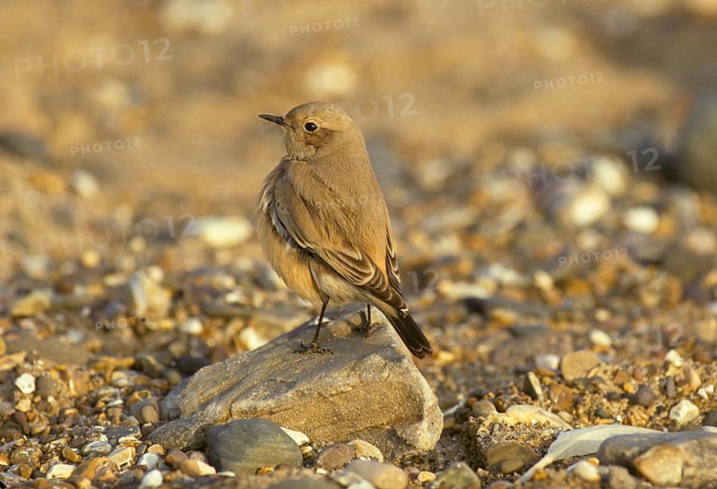 Desert wheatear