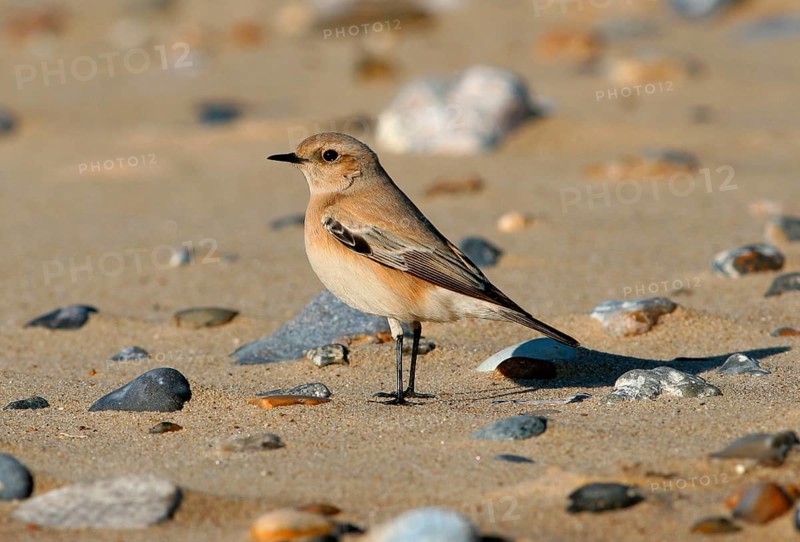 Desert wheatear