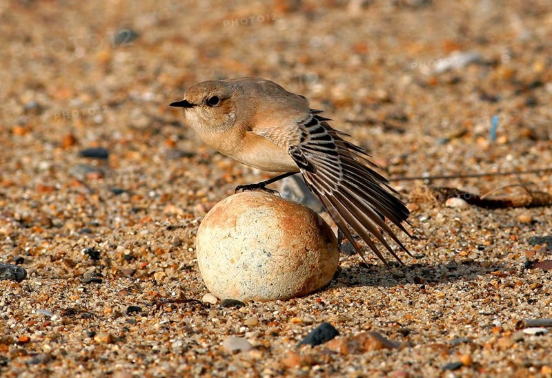 Desert wheatear