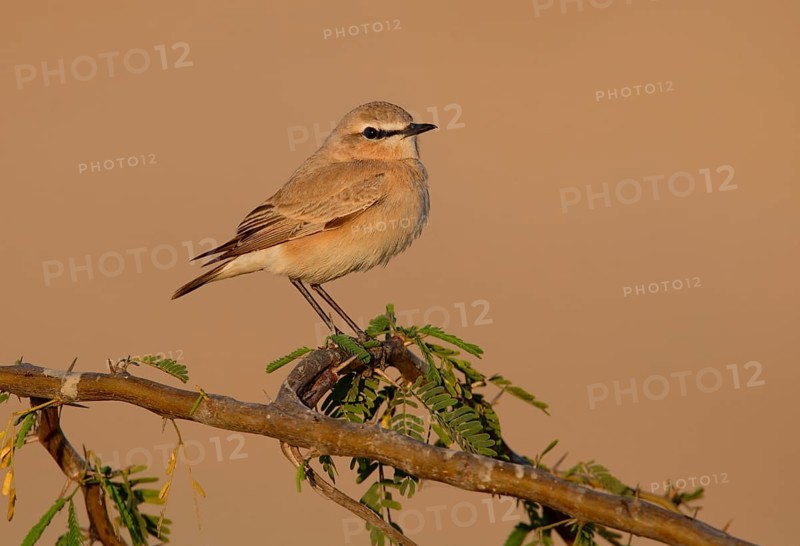Desert wheatear