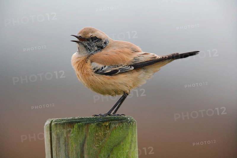 Desert wheatear