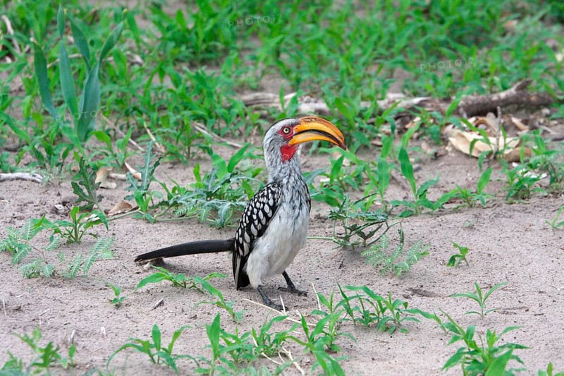 Southern yellow-billed hornbill