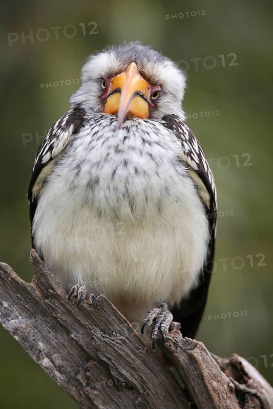 Southern yellow-billed hornbill