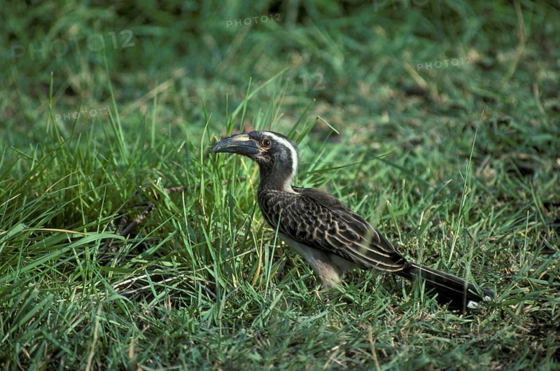 African grey hornbill