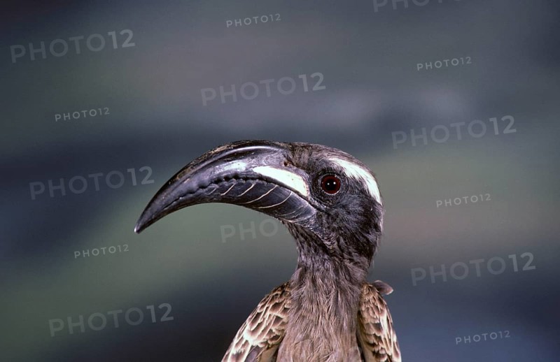African grey hornbill