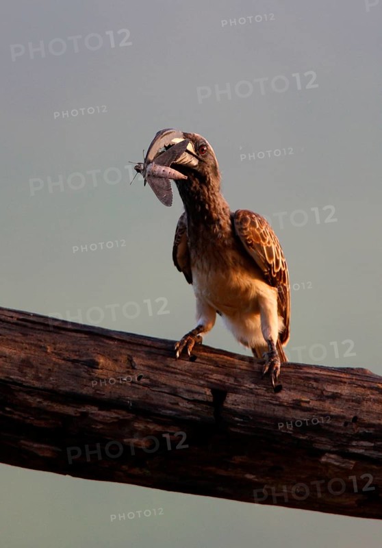 African Grey Hornbill