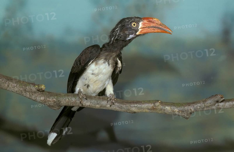 Crowned hornbill