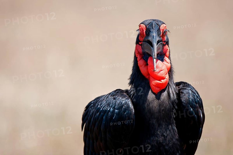 Bucorvus cafer