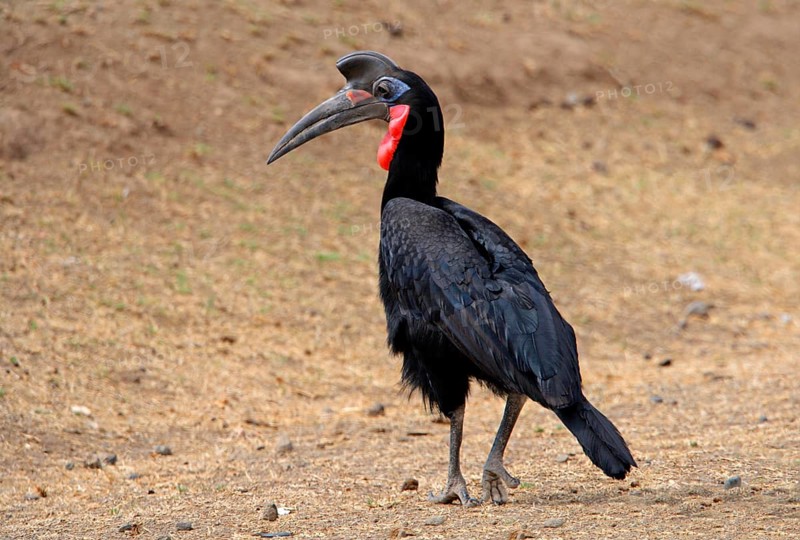 Abyssinian Ground Hornbill