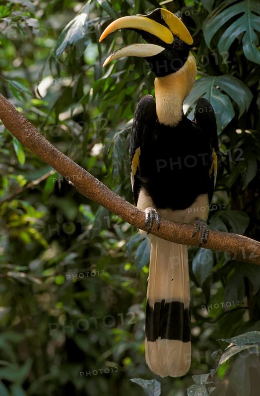 Great hornbill