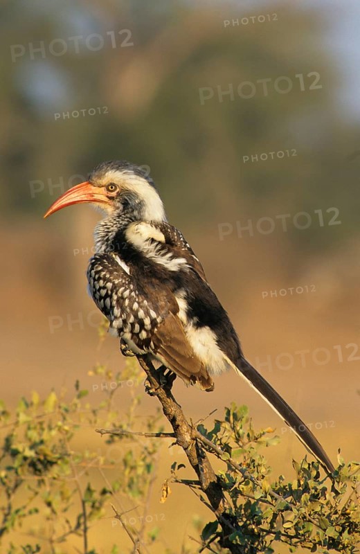 Red-billed hornbills