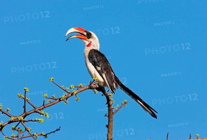 Von Der Decken's Hornbill