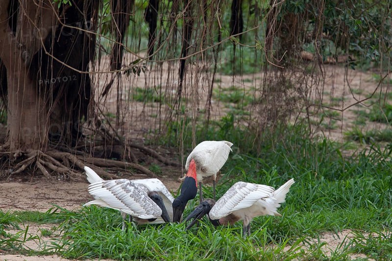 Jabiru
