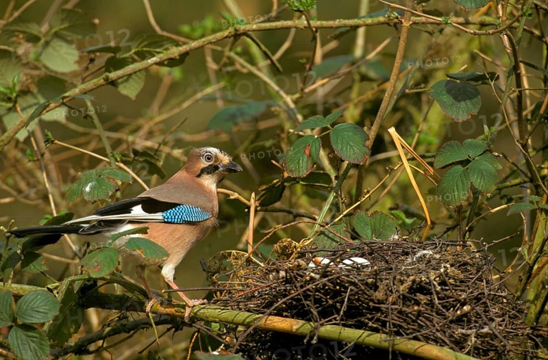 Eurasian jay