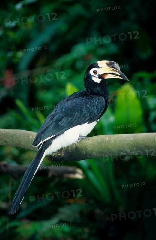 Oriental pied hornbills