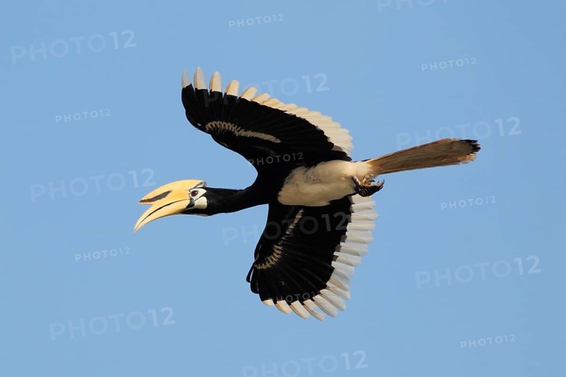 Oriental Pied Hornbill