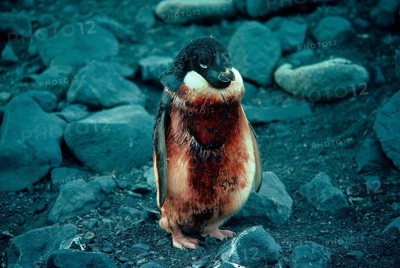 Adelie penguin