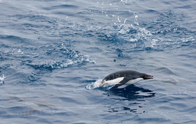 Adelie penguin