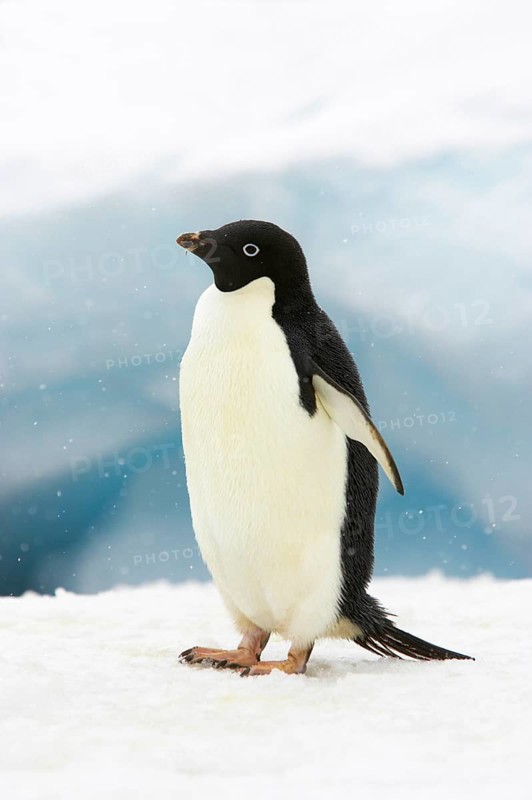 Adelie penguin