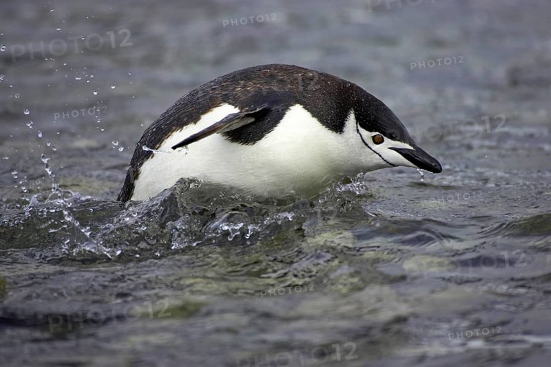 Chinstrap Penguin
