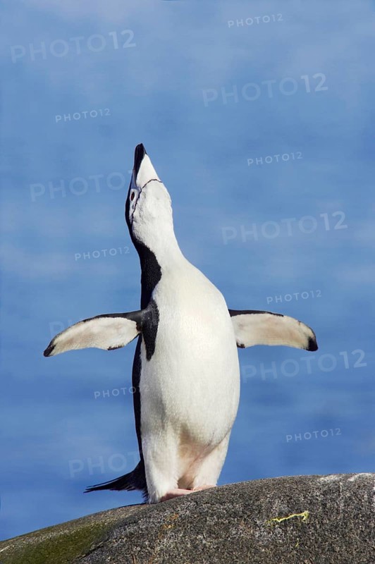 Chinstrap Penguin