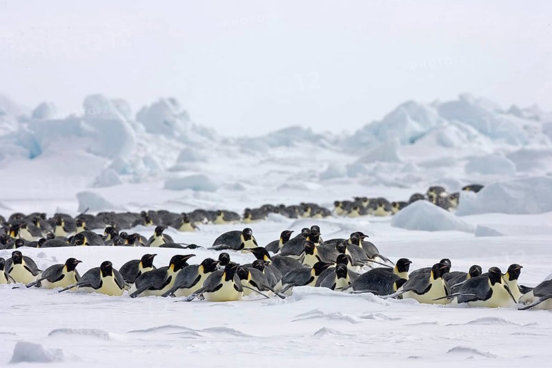 Emperor penguin