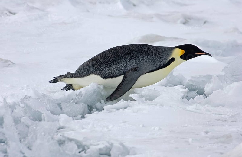 Emperor penguin
