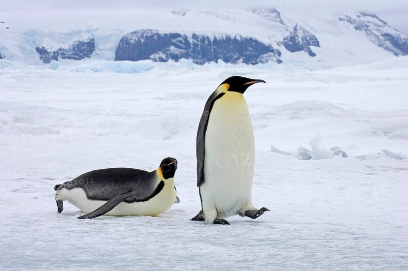 Emperor penguin
