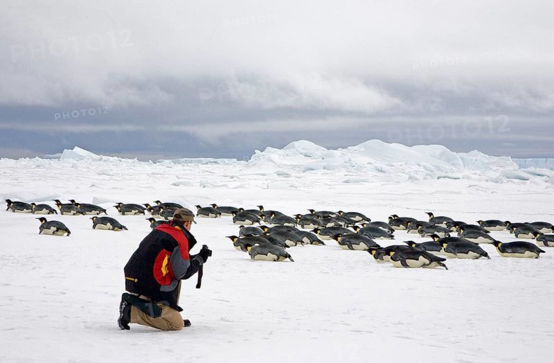 Emperor penguin