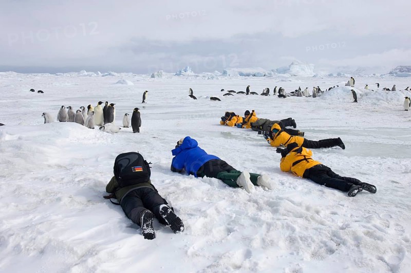 Emperor penguin