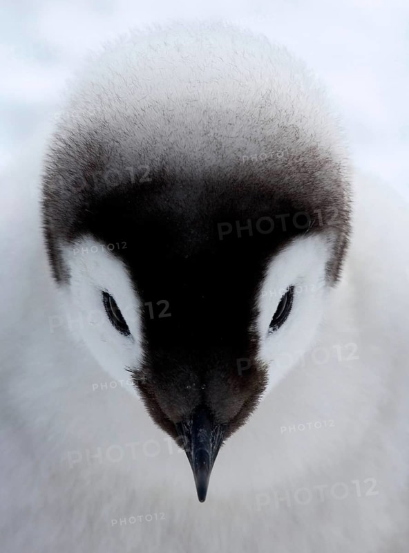 Emperor penguin