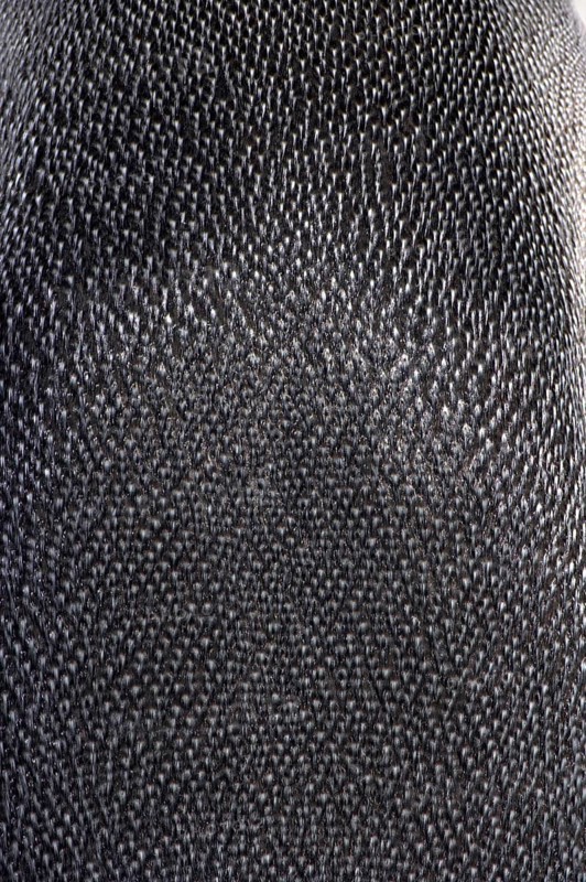 Emperor penguin