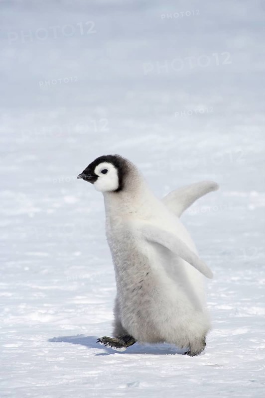 Emperor penguin