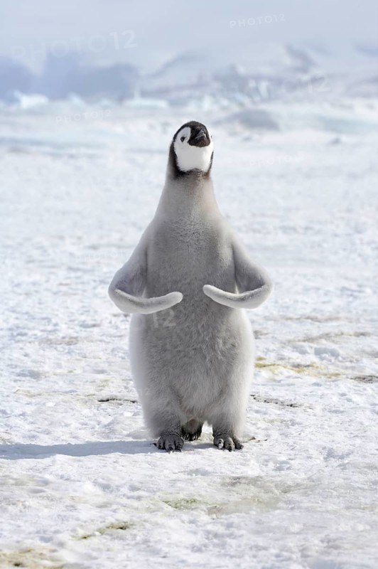 Emperor penguin