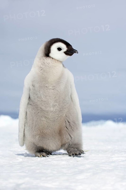 Emperor penguin