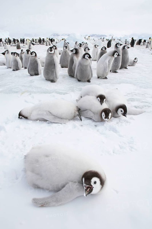 Emperor penguin