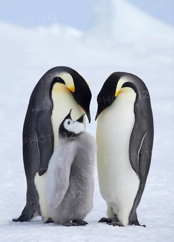 Emperor penguin