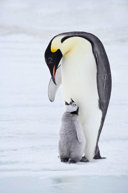Emperor penguin