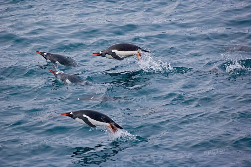 Gentoo penguin