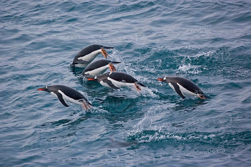 Gentoo penguin