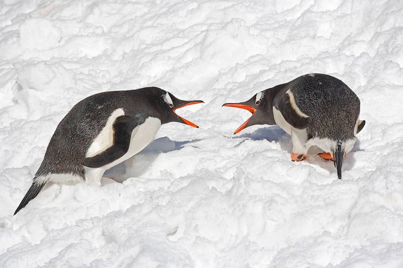 Gentoo penguin