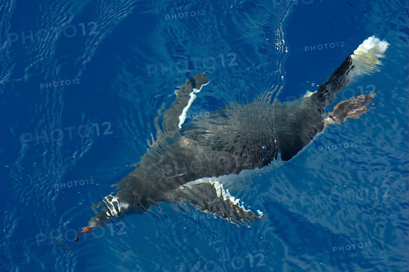 Gentoo penguin
