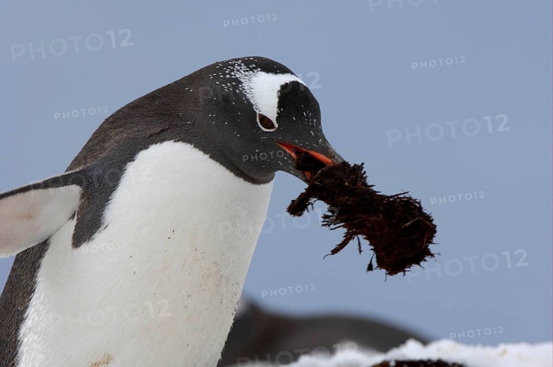 Gentoo penguin