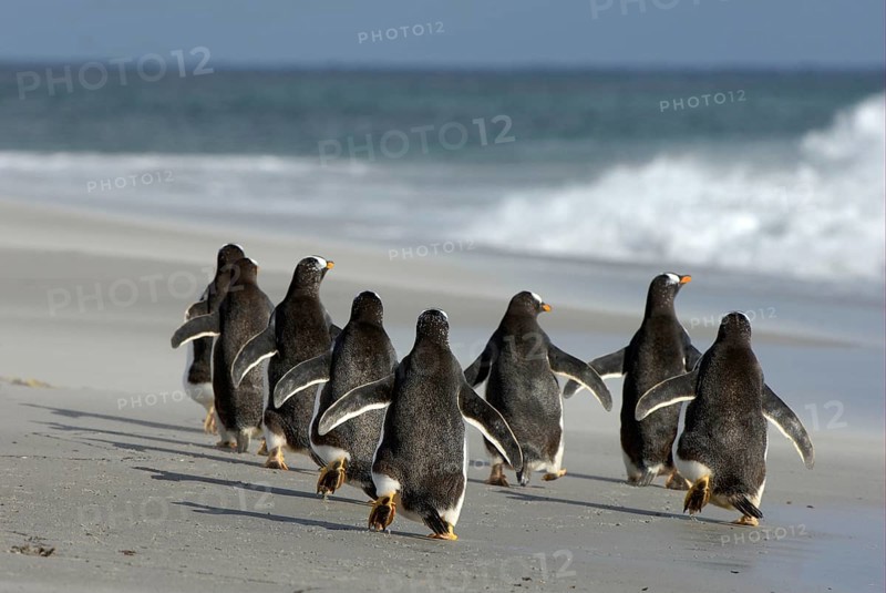 Gentoo penguin