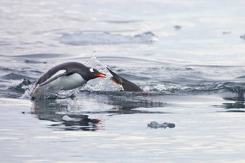Gentoo penguin