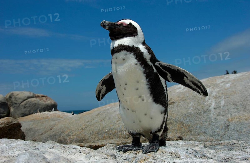 African penguin